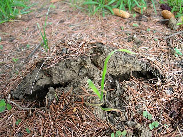 Agaricus pequinii    (Boud.)    Singer